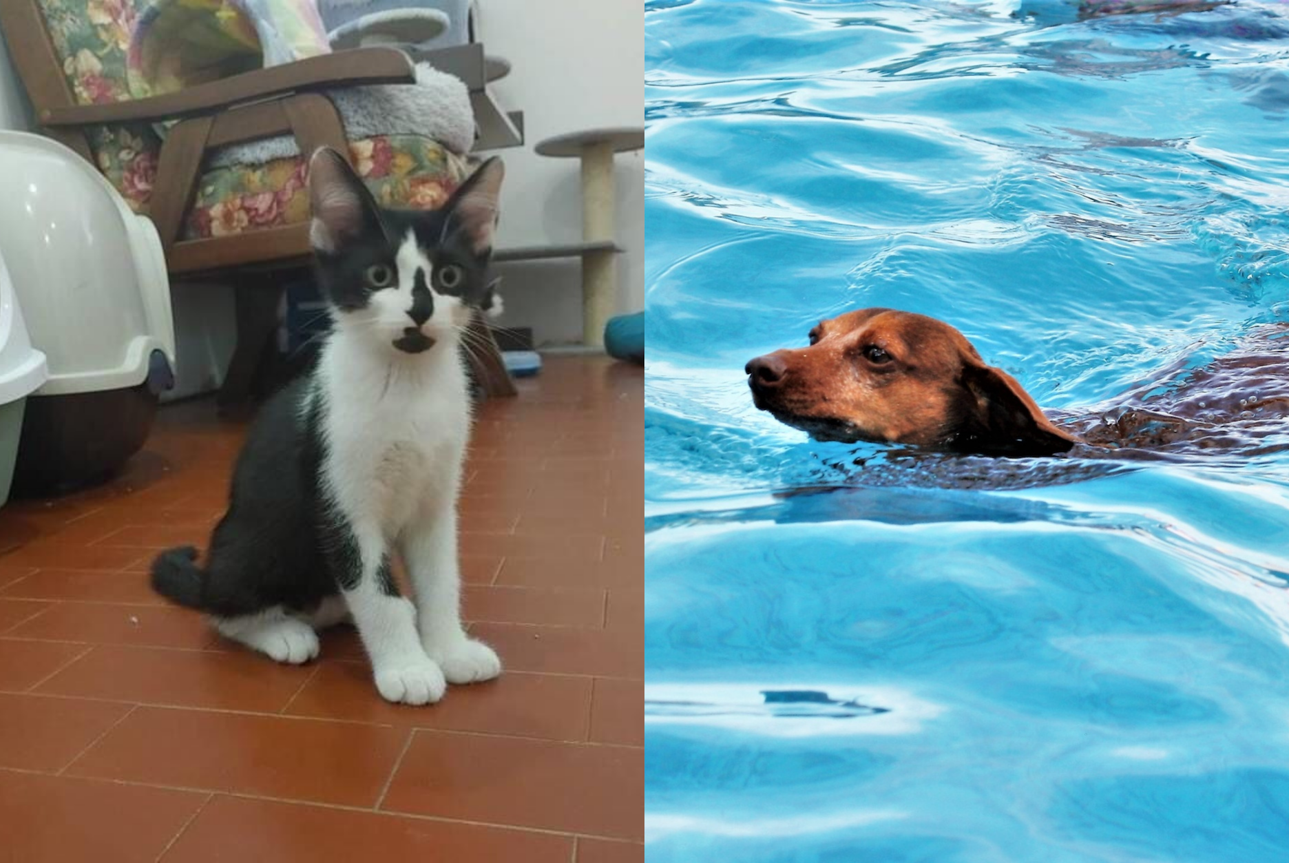 Copertina per Gorizia, weekend di giochi e attività per aiutare gli amici a quattro zampe